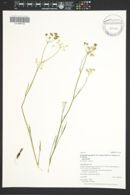 Perideridia parishii subsp. parishii image