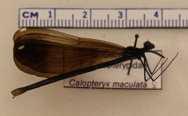 Calopteryx maculata image