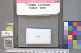 Image of Trixagus extraneus