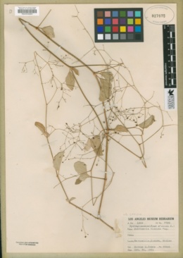 Image of Boerhavia diffusa