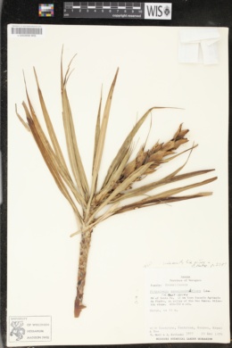 Image of Pitcairnia aphelandriflora