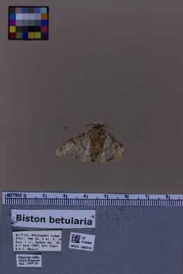 Biston betularia image