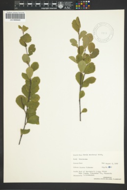 Image of Betula x sandbergii