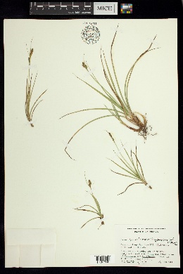 Carex angustispica image