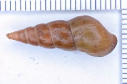 Elimia arachnoidea spinella image