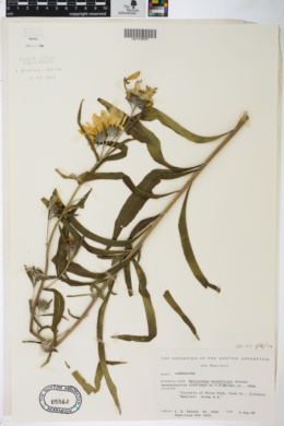 Helianthus maximiliani image