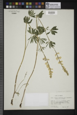 Lupinus arbustus var. calcaratus image
