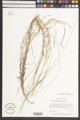 Image of Muhlenbergia ramosa
