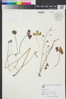 Image of Delphinium patens