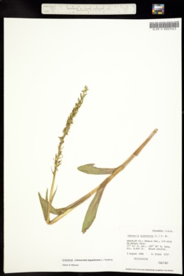 Image of Habenaria hyperborea