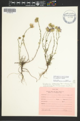 Dieteria bigelovii var. mucronata image