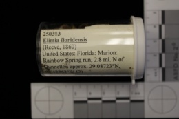 Elimia floridensis image