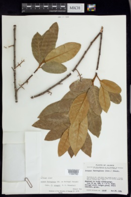 Image of Prunus ferruginea