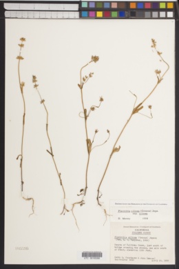 Plectritis ciliosa subsp. ciliosa image