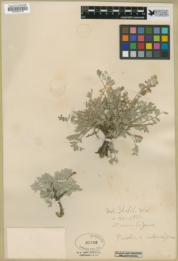 Astragalus purshii var. interior image