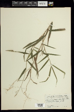 Lasiacis grisebachii image