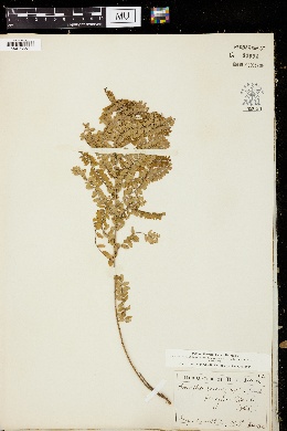 Amorpha microphylla image