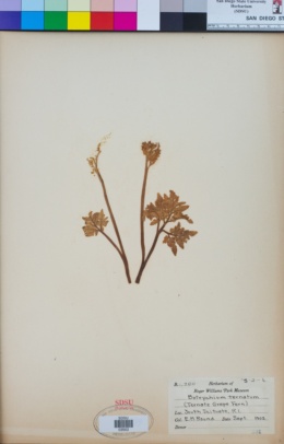 Botrychium ternatum image