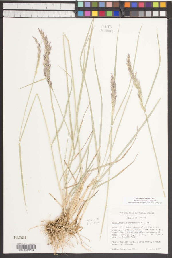 Calamagrostis vaseyi image