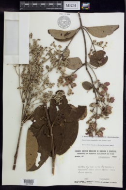 Banisteriopsis megaphylla image