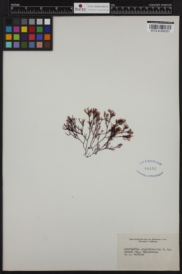 Ahnfeltiopsis gigartinoides image