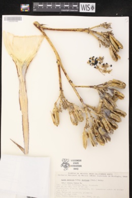 Agave cerulata subsp. dentiens image