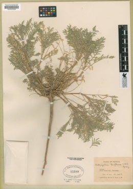 Astragalus triflorus image