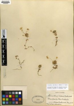 Linanthus croceus image