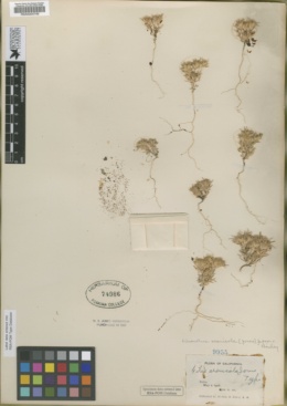 Gilia arenicola image