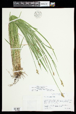 Carex bromoides subsp. montana image