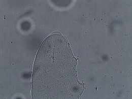 Isohypsibius marcellinoi image