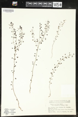 Image of Drosera peltata