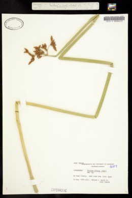 Image of Schoenoplectus lacustris