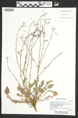 Image of Camissonia walkeri