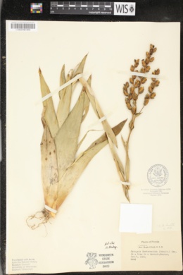 Catopsis berteroniana image