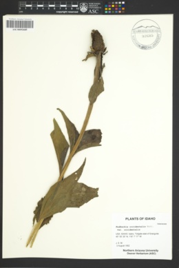 Rudbeckia occidentalis var. occidentalis image