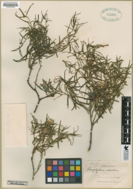 Porophyllum pausodynum image