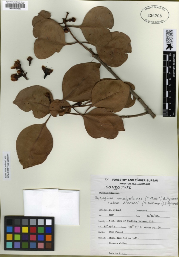 Syzygium eucalyptoides image