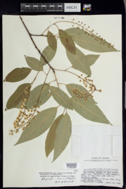 Prunus serotina subsp. capuli image