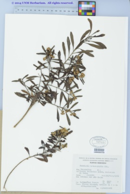 Image of Baccharis heterophylla