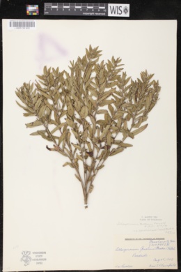 Lithospermum caroliniense subsp. croceum image