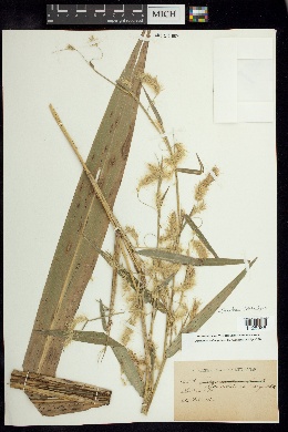 Pennisetum tristachyum image