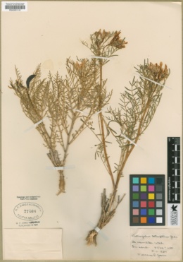 Astragalus tetrapterus image