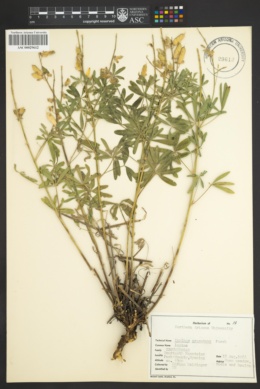 Lupinus argenteus var. argentatus image