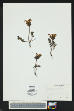 Image of Pedicularis ornithorhyncha