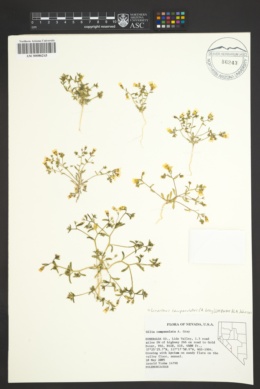 Linanthus campanulatus image