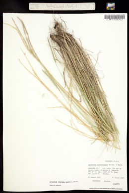 Image of Elymus pseudorepens
