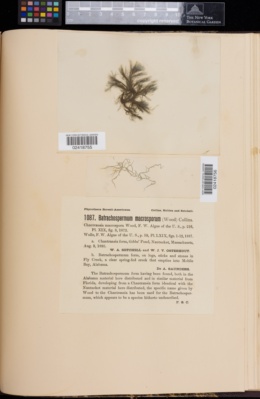 Batrachospermum macrosporum image