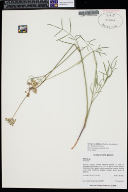 Cymopterus filifolius image