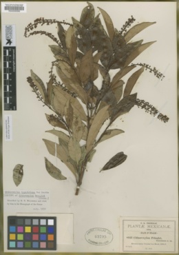 Image of Citharexylum ligustrifolium